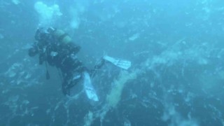 Çanakkalede müsilaj alarmı