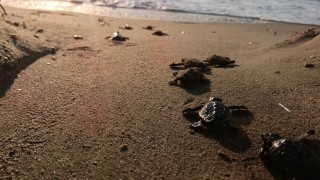 Caretta carettalar denizle buluştu