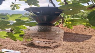 Çarşambada kahverengi kokarca mücadelesi sürüyor