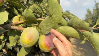 Cennet Hurması Üreticilerine Meyve Sineği Uyarısı