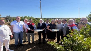 Çeşmede damla sakızı ve zeytin hasadı başladı