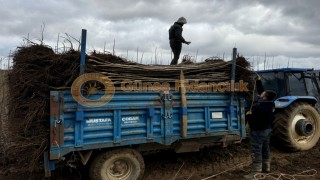 Ceviz Fidanı Seçiminde Kalite Neden Önemlidir?