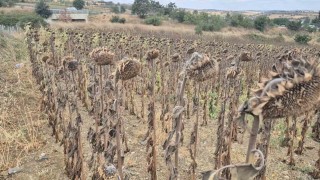 Çiftçi ayçiçeğinden uzaklaşacak