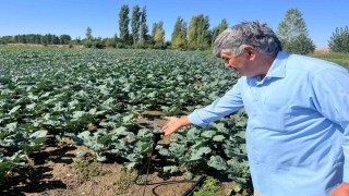 Çiftçilerin kullandığı kuyu suları 2 metreye kadar indi