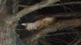 Çıktığı ağaçta mahsur kalan kediyi itfaiye kurtardı