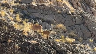 Cilo Dağında doğaseverlere dağ keçisi sürprizi