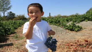 Cimin Üzümü hastalıklara şifa