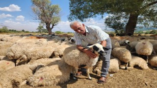 Çoban krizi büyüyor: Bir aylık ücret 130 bin TLye çıktı