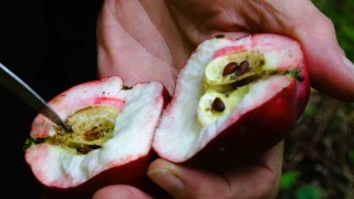 Coğrafi işaretli içi kırmızı elmada hasat zamanı