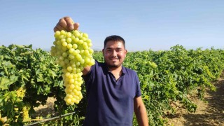 Coğrafi işaretli İsabey çekirdeksiz üzümünde hasat başladı