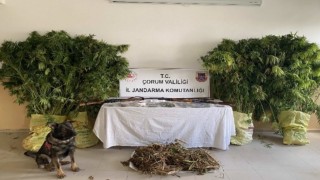 Çorumda jandarmadan uyuşturucu tacirlerine operasyon: 2 tutuklama