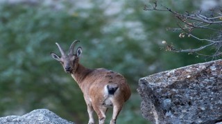 Dağ keçileri Munzur Dağlarına güzellik katıyor