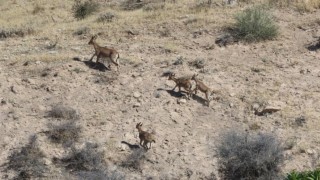 Dağ keçileri yerleşim alanına kadar geldi