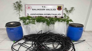 Damlama sulamalı kenevir tarlasına jandarma baskını