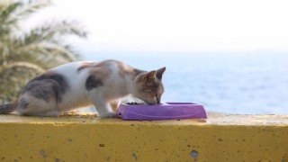 Darıcada sokak hayvanları için mama ve su kapları yerleştirildi