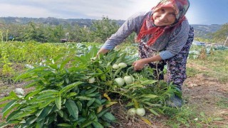 Demircide ilk kez pepino yetiştirildi