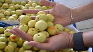 Demircide taze iri hünnap meyvesinin hasadı başladı