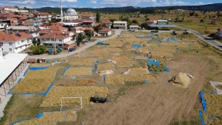 Demircinin yaylalarında yetişen kuru fasulyede hasat başladı
