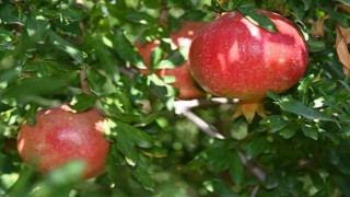 Denizlide nar hasadı başladı