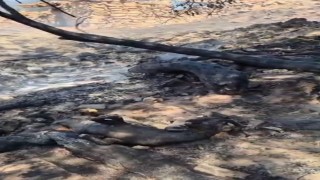 Denizlideki yangın alanında kurtarılamayan bazı hayvanlar telef oldu