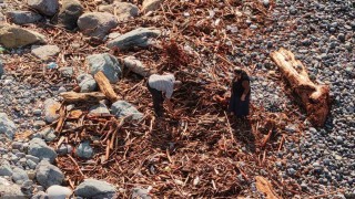 Derelerin Karadenize taşıdığı ağaç kütüğü ve odunlar Rizelilerin kışlık yakacağı oldu