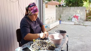 Devrekte üretilen aronya meyve suyu büyük ilgi görüyor