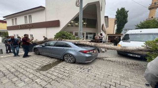 Diyadinde ağaç devrildi araç hasar gördü