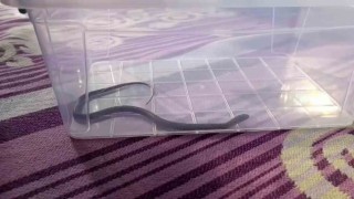 Diyarbakırda 4üncü kattaki bir evin çocuk odasına yılan girdi