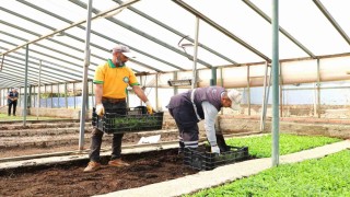 Diyarbakırda Çin karanfili üretimine başlandı