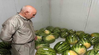 Diyarbakırda karpuz yarışmasına sayılı günler kaldı