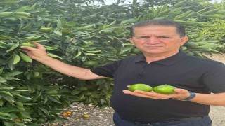 Doğan Turunçgil kesim ve ihraç tarihlerinde sahadaki gerçek üretim şartları dikkate alınmalıdır