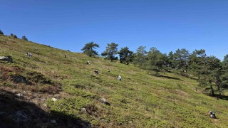 Doğanın şifa kaynağı Likarpa, Gümüşhanede şenliğe dönüştü