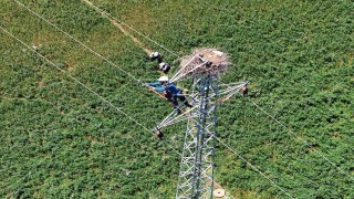 Doğu Anadoluda hem leylekler hem de enerji güvende