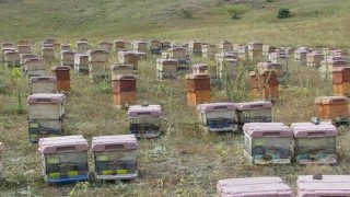 Doğu Karadenizde arıcılık alarm veriyor