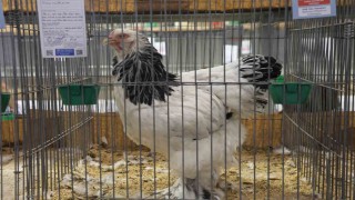 Doğu ve Güneydoğunun en güzel horoz ve tavukları belli oldu