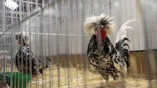 Doğu ve Güneydoğunun en renkli süs tavukları Elazığda buluştu