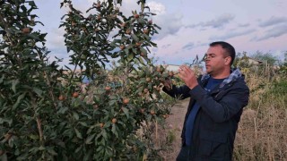 Doğunun soğuğunda sıcak iklim meyveleri yetiştirdi