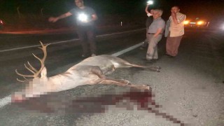 Domaniçte yaralı geyik ekiplere teslim edildi