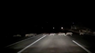 Domuzlara çarpmamak için karşı şeride geçti