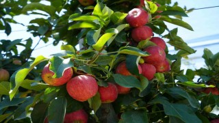 Don zararı Niğdede elma rekoltesini yüzde 95 oranında düşürdü