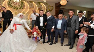 Düğünde gelin ve damada ilginç takı: Buzağı hediye ettiler