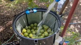 Dünyaca ünlü tescilli Adilcevaz cevizi hasadı başladı