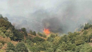 Düzcede yangının çıkış nedeni araştırılıyor