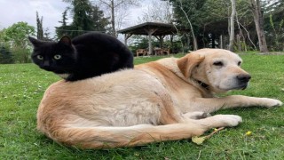 Düzceden 800 tona yakın kedi köpek maması ihraç edildi