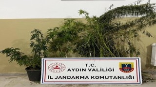 Efelerde 22 kök kenevir ele geçirildi