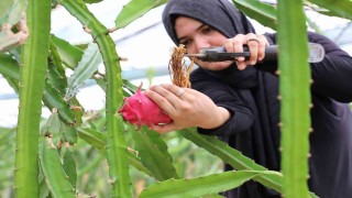 Ejder meyvesi en çok kurutulan ürünler arasına girdi