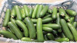 Elazığda 17 bin ton salatalık üretimiyle örtü altı sezonu başladı