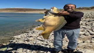Elazığda 21 kiloluk dev sazan avlandı
