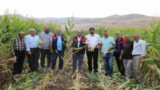 Elazığda 98 bin ton silajlık mısır üretimi bekleniyor