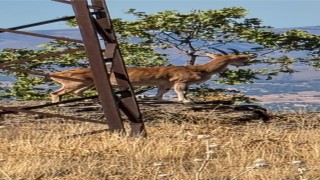 Elazığda dağ keçileri görüntülendi